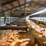 pig shed