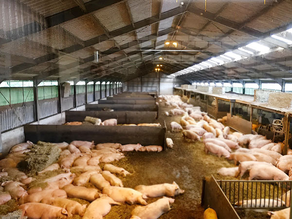 pig shed