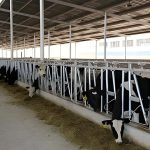 steel structure cowshed