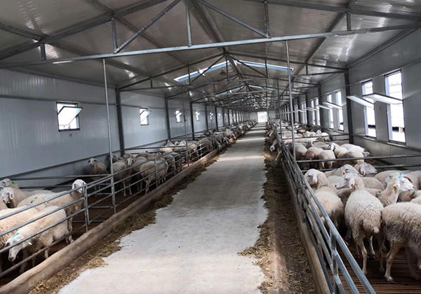 Design points of steel structure sheep shed - Building With Steel Structure