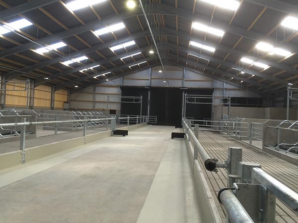 steel structure cowshed